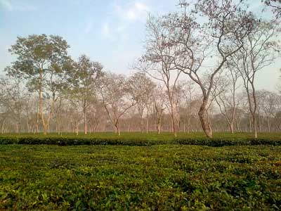 Индия. Чайная плантация Ассам