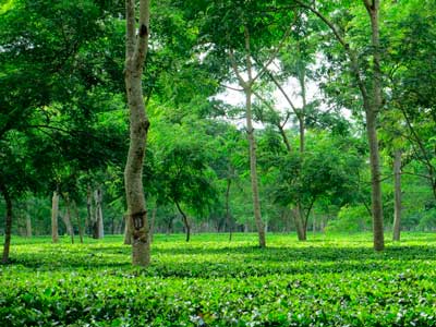 Индия. Чайная плантация Ассам